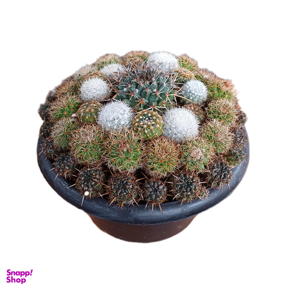 گیاه طبیعی کاکتوس کد 020