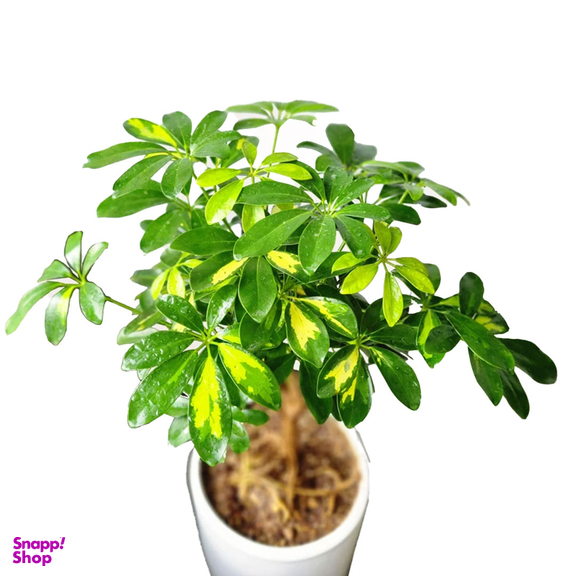 گیاه طبیعی شفلرا تنه بن سای کد 018