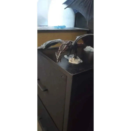 اکشن فیگور مک فارلین اژدهای بازی تاج و تخت گیم اف ترونز طرح Dragon Game of Thrones