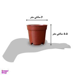 گیاه طبیعی کاکتوس و ساکولنت آیدین کاکتوس کد CB-004 بسته 12 عددی