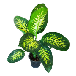 گیاه طبیعی دیفن باخیا کد 1400