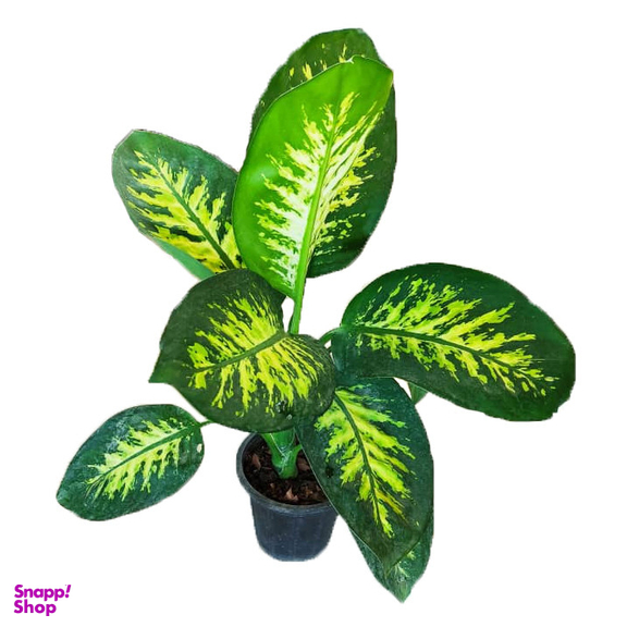 گیاه طبیعی دیفن باخیا کد 1400