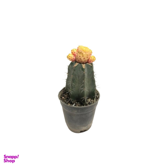 گیاه کاکتوس ژمینو مدل پیوندی