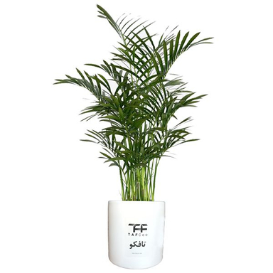 گل طبیعی شامادورا تافکو کد 2028