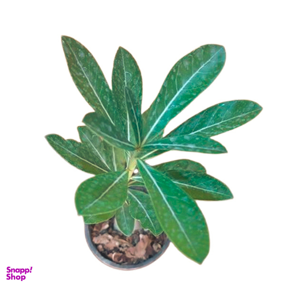 درخت طبیعی آدنیوم مدل AM02 کد 02