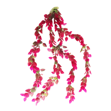 گیاه تزیینی آکواریوم کد 013