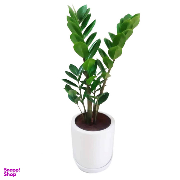 گیاه طبیعی زاموفیلیا گرین لایف مدل P1003