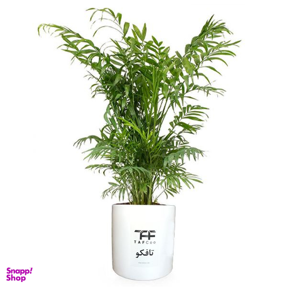 گل طبیعی شامادورا تافکو کد 2028