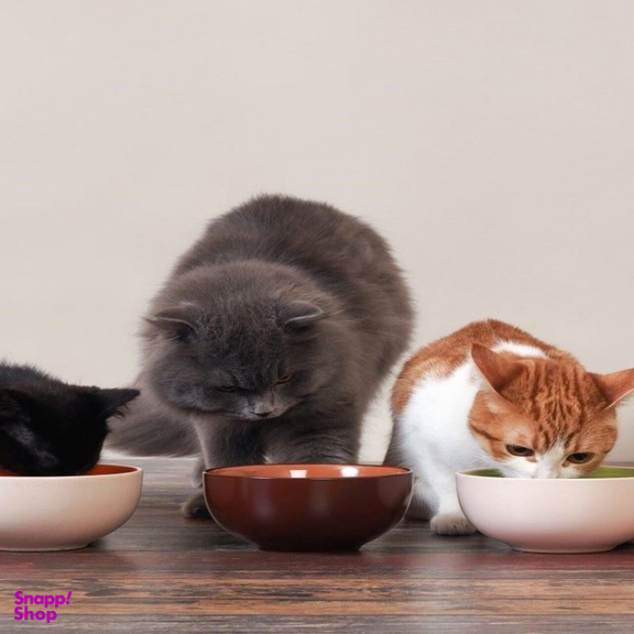 غذای خشک گربه ریلکسی مدل مولتی کالر وزن 10 کیلوگرم