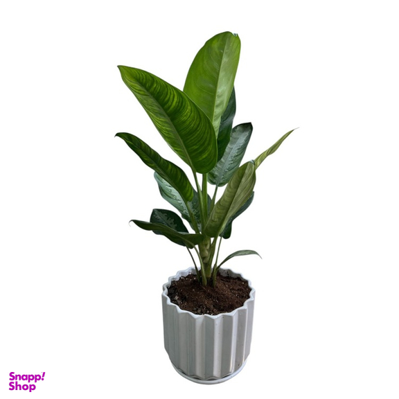 آگلونما هندوانه کد 1