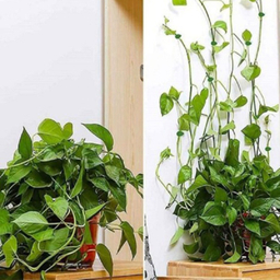 گیره نگهدارنده مدل تی بی 20 عددی