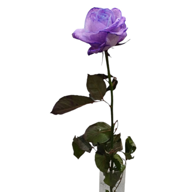 گل رز هلندی کد 20019 رنگ بنفش
