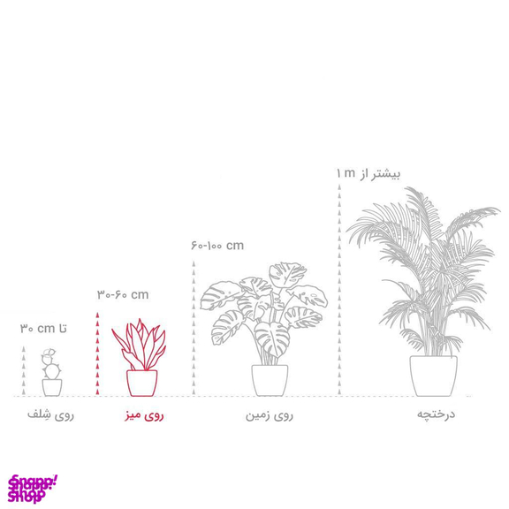 گیاه طبیعی سانسوریا مدل ابلق پا کرواتی کد 0022