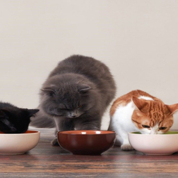 غذای خشک گربه ریلکسی مدل مولتی کالر وزن 2 کیلوگرم