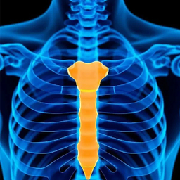 حمایت کننده قفسه سینه تسکین طب مدل 152600045