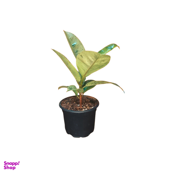 گیاه طبیعی فیکوس ببری کد 01