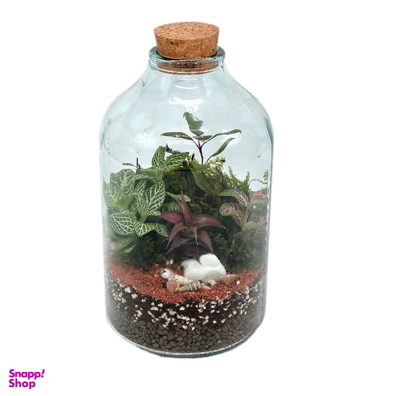 تراریوم مدل آمازون سایز بزرگ