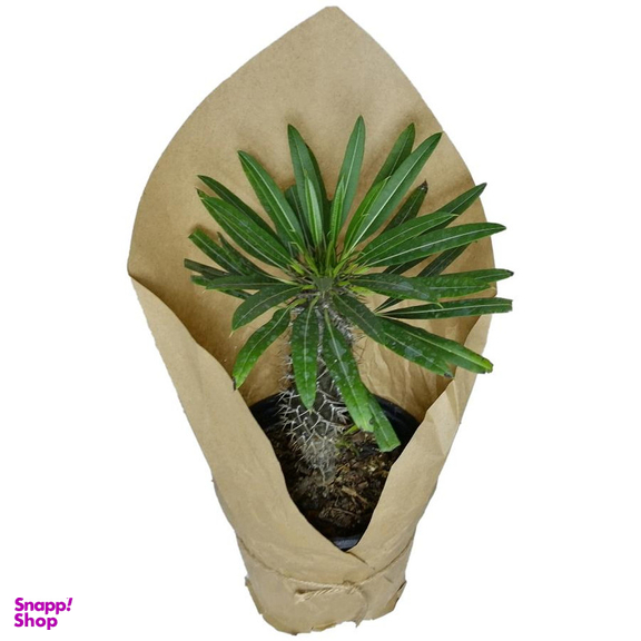 گیاه طبیعی نخل ماداگاسکار کد qq16