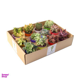 گیاه طبیعی کاکتوس و ساکولنت آیدین کاکتوس کد CB-009 بسته 12 عددی