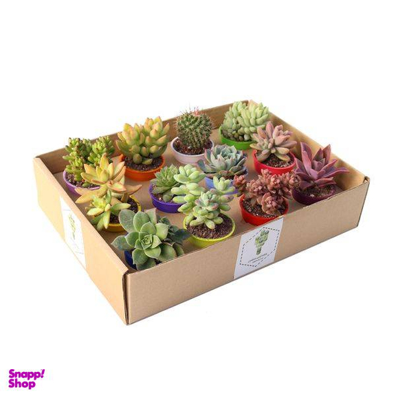 گیاه طبیعی کاکتوس و ساکولنت آیدین کاکتوس کد CB-009 بسته 12 عددی