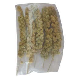 غذا تشویقی پرنده مدل ارزن خوشه ای مناسب طوطی بسته 5 عددی