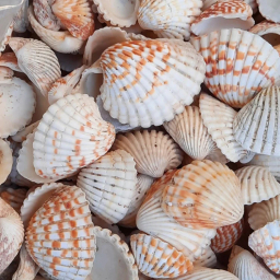 صدف تزیینی آکواریوم مدل پر طلایی وزن 300 گرم