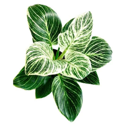گیاه طبیعی فیلودندرون برکین