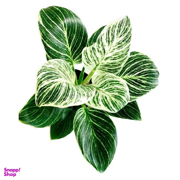 گیاه طبیعی فیلودندرون برکین