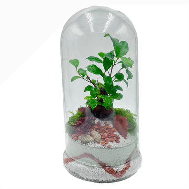 تراریوم بنسای فیکوس طرح وایت اورنج
