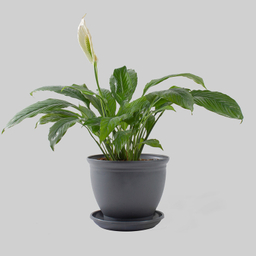 گیاه طبیعی اسپاتی فیلوم مدل P-19