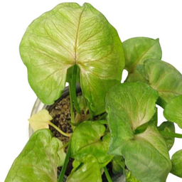 گیاه طبیعی سینگونیوم تروپیکانا کد 02