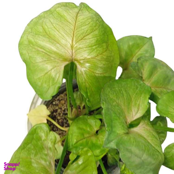 گیاه طبیعی سینگونیوم تروپیکانا کد 02