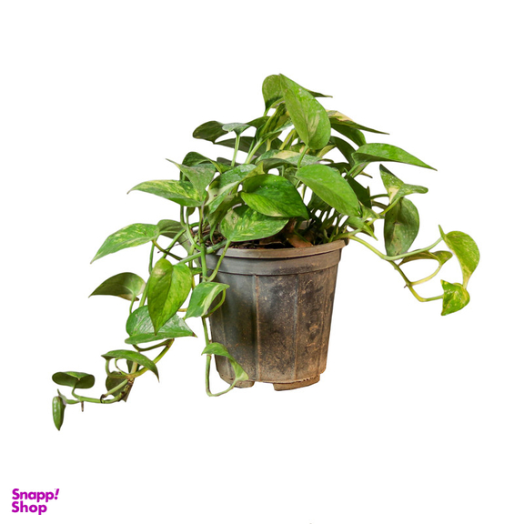 گیاه طبیعی پتوس ابلق مدل 01