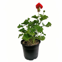 گیاه طبیعی شمعدانی هلندی مدل 5159955