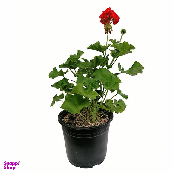 گیاه طبیعی شمعدانی هلندی مدل 5159955