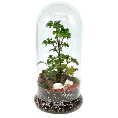 تراریوم مدل فلکسی بلند