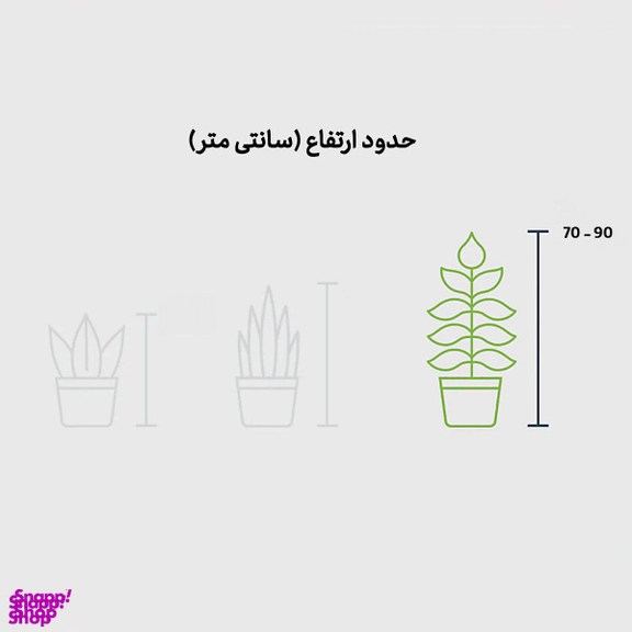 گیاه طبیعی سانسوریا کد 022