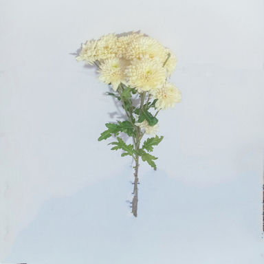 شاخه گل طبیعی داوودی کد 20