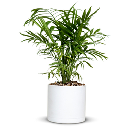 گیاه طبیعی نخل شامادورا کد 23910