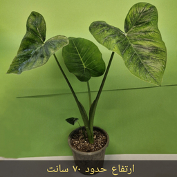 گیاه طبیعی بابا آدم کد 02