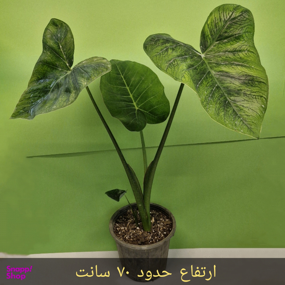 گیاه طبیعی بابا آدم کد 02