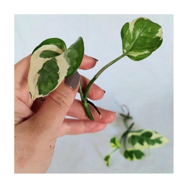 قلمه گیاه پتوس ارتشی