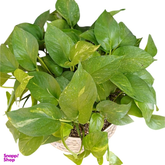 گیاه طبیعی گلدونه مدل پتوس کد 20072