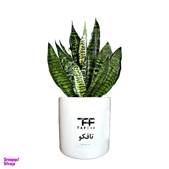 گل طبیعی سانسوریا تافکو مدل پا کوتاه کد s1