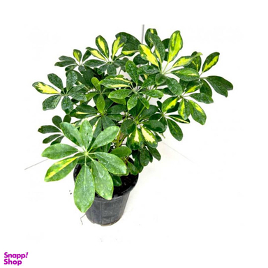 گلدان طبیعی شفلرا ابلق