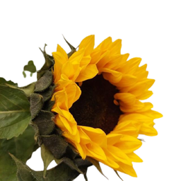 گل آفتابگردان 1 شاخه