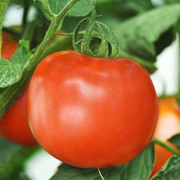 بذر گوجه فرنگی زودرس آژمان اروپایی کد 1005