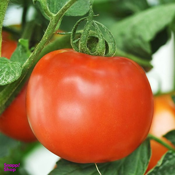 بذر گوجه فرنگی زودرس آژمان اروپایی کد 1005