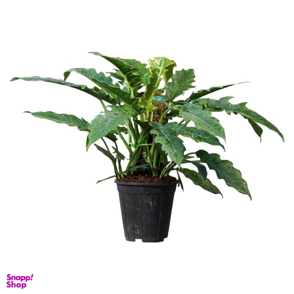 گیاه طبیعی فیلودندرون کنگره ای  مدل 01