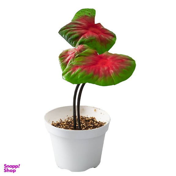 گیاه طبیعی کالادیوم کد 001